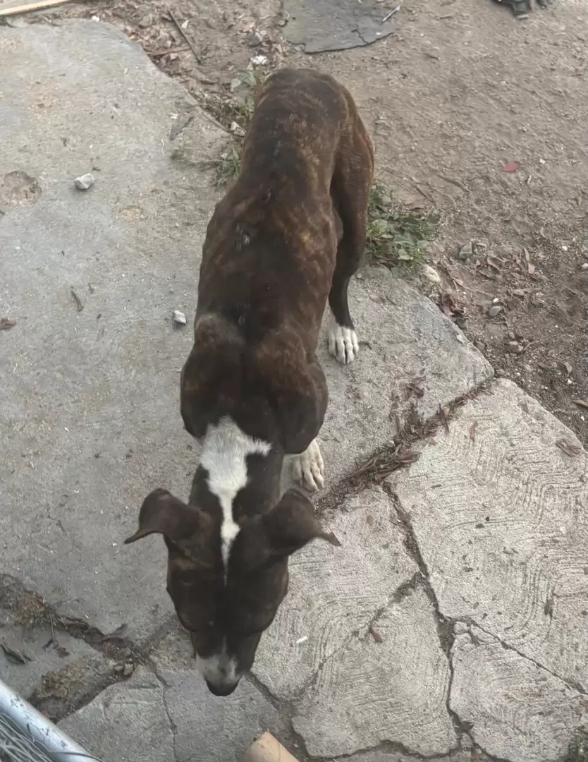 Canino rescatado en Tijuana, víctima de maltrato animal