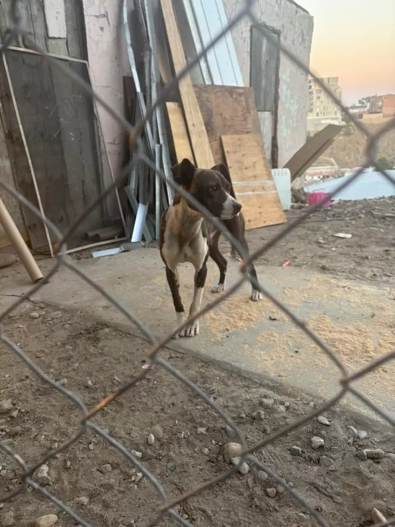 Canino rescatado en Tijuana, víctima de maltrato animal