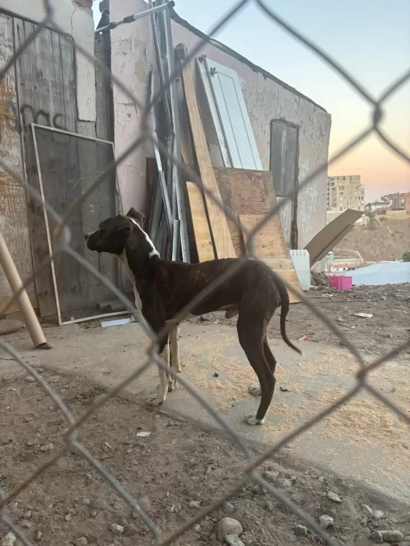Canino rescatado en Tijuana, víctima de maltrato animal