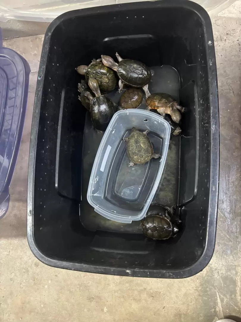 Detencin de traficante de animales