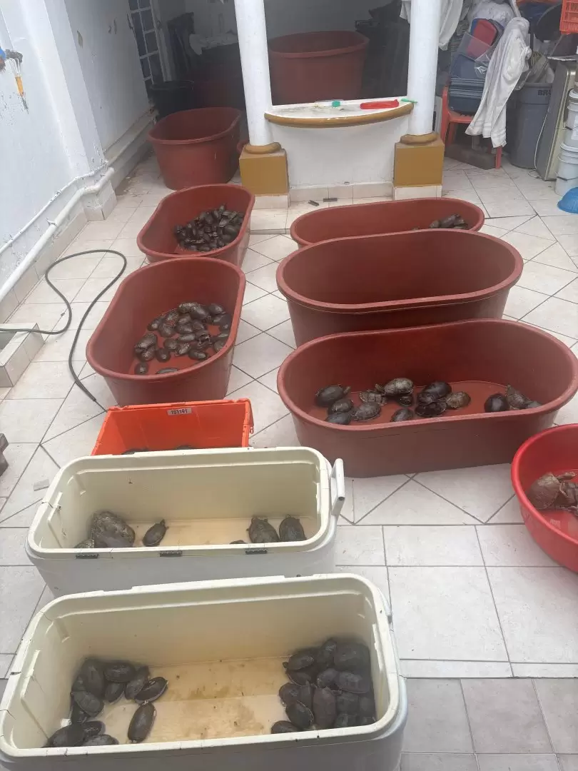 Detencin de traficante de animales