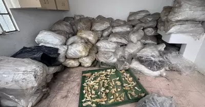 Detencin de traficante de animales