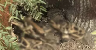 Un nuevo campo de exterminio fue localizado