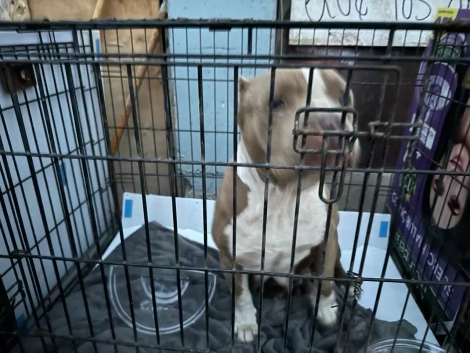 Manifestación contra agresor que con machete golpeaba a perritos