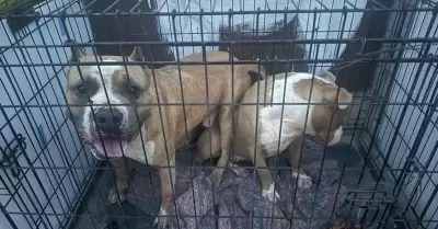 Manifestacin contra agresor que con machete golpeaba a perritos