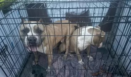 Manifestacin contra agresor que con machete golpeaba a perritos