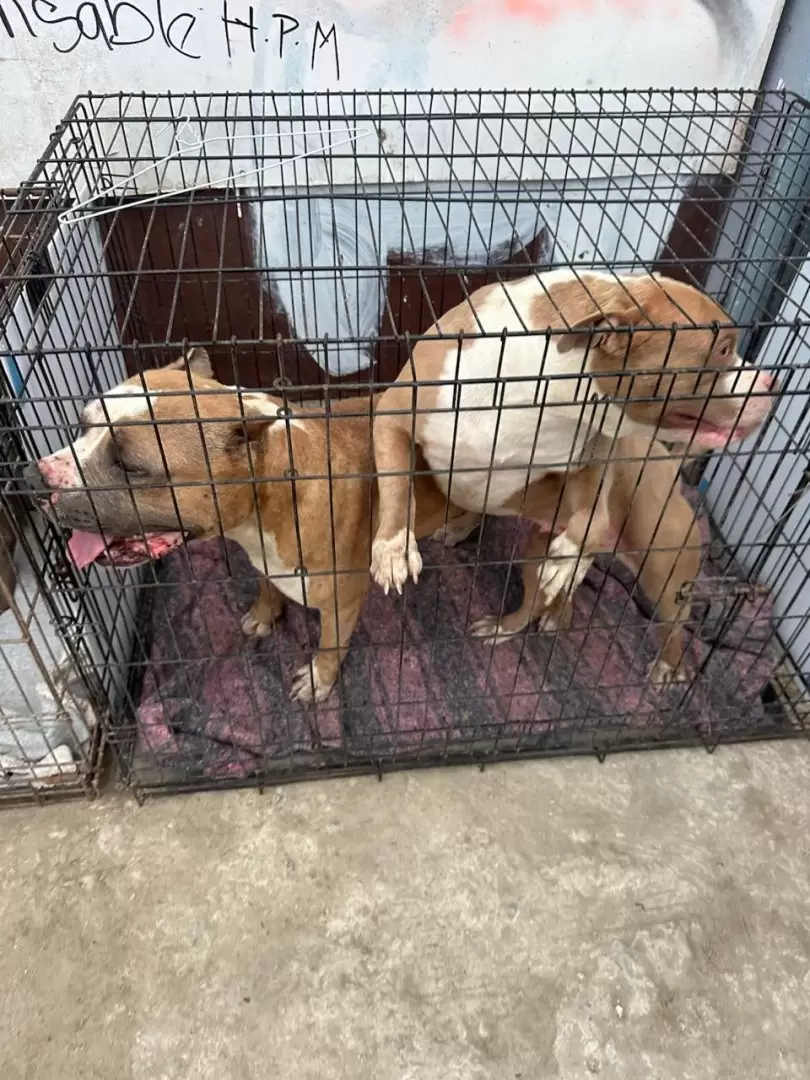 Manifestación contra agresor que con machete golpeaba a perritos