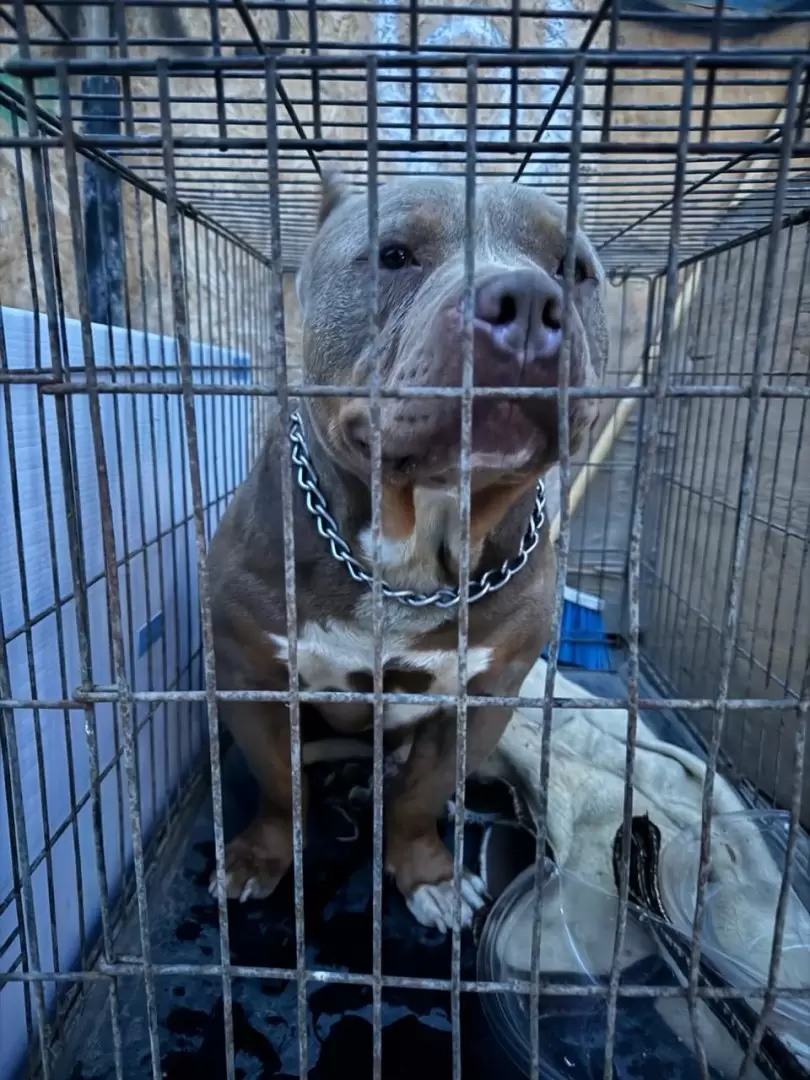 Manifestación contra agresor que con machete golpeaba a perritos