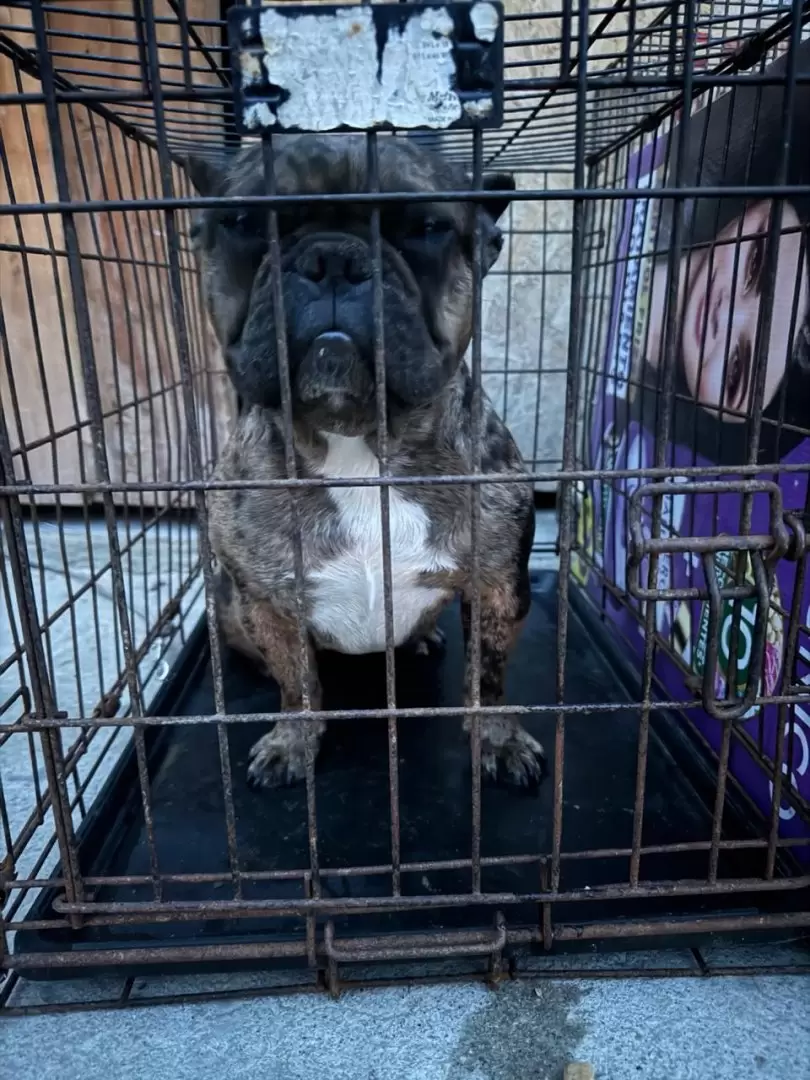 Manifestación contra agresor que con machete golpeaba a perritos