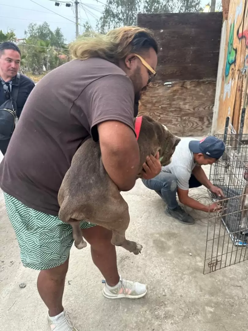 Manifestación contra agresor que con machete golpeaba a perritos