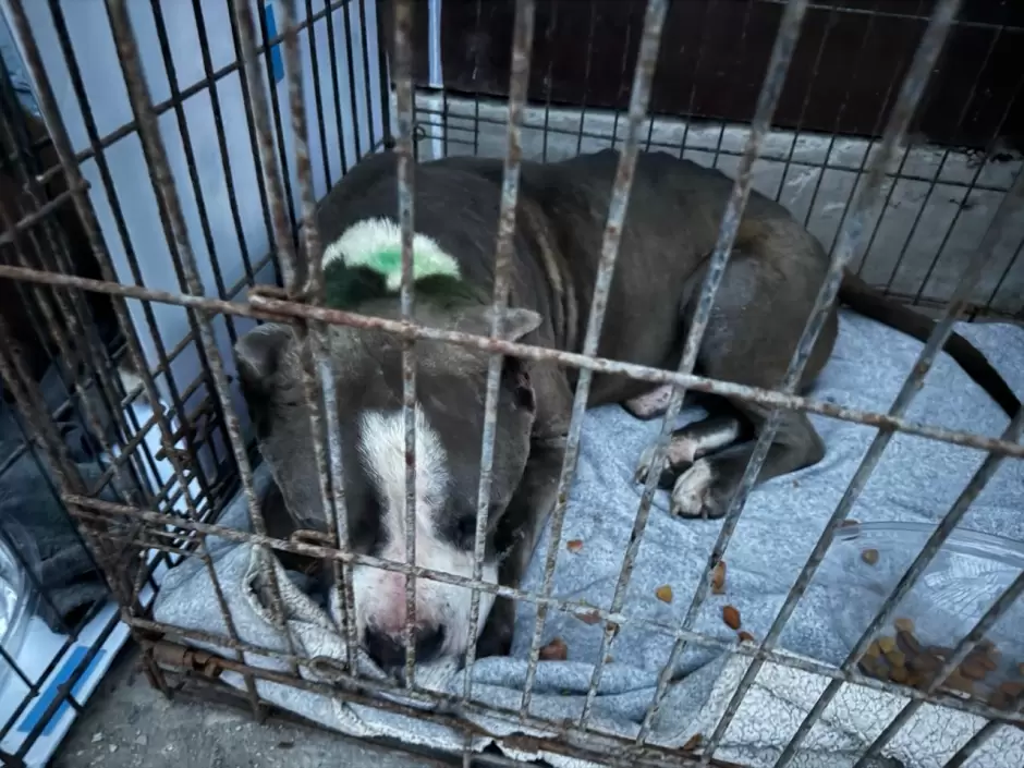 Manifestación contra agresor que con machete golpeaba a perritos