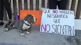 Rescatistas y activistas por los animales