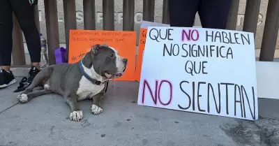 Rescatistas y activistas por los animales