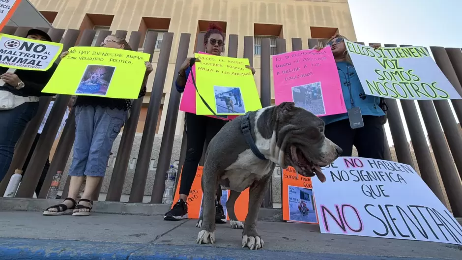 Rescatistas y activistas por los animales