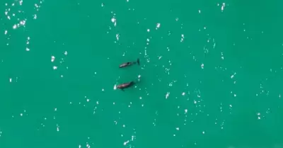 Vaquitas marinas en el Golfo de California