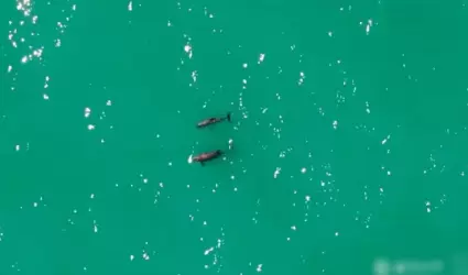 Vaquitas marinas en el Golfo de California