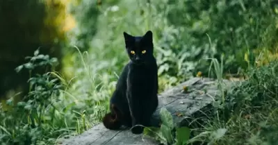 Gato negro