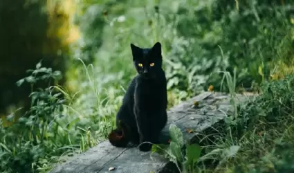 Gato negro