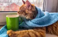 Cmo cuidar a un gato en temporada de fro?
