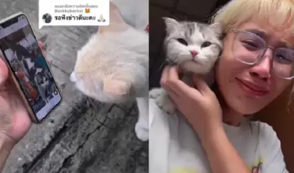 La chica que pidi ayuda a los gatos