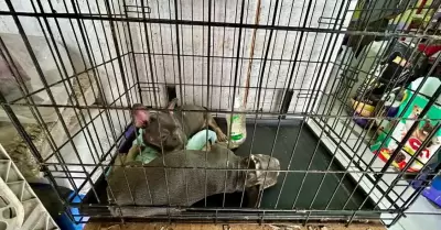 Rescatan a dos caninos que intentaban ser comercializados