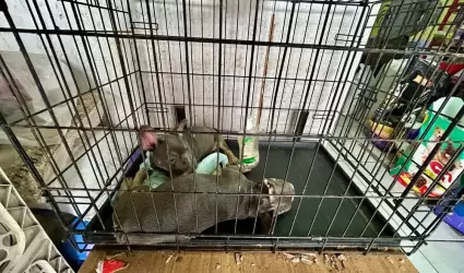 Rescatan a dos caninos que intentaban ser comercializados