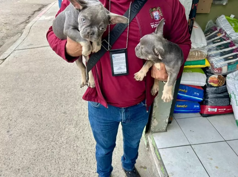 Rescatan a dos caninos que intentaban ser comercializados
