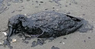 Animal afectado por el petrleo en el mar
