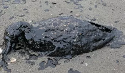 Animal afectado por el petrleo en el mar