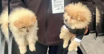 Rescatan a caninos en situacin de riesgo en la delegacin La Mesa