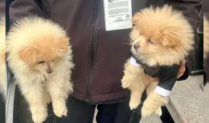Rescatan a caninos en situacin de riesgo en la delegacin La Mesa