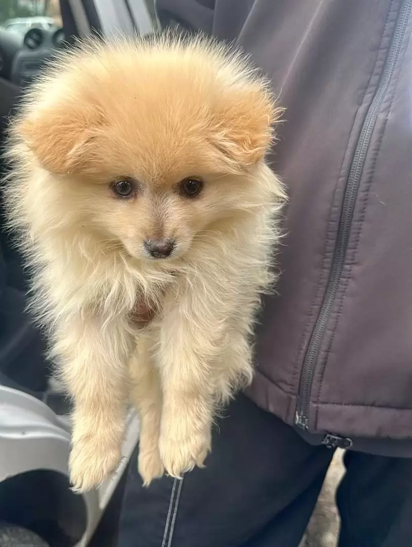 Rescatan a caninos en situacin de riesgo en la delegacin La Mesa
