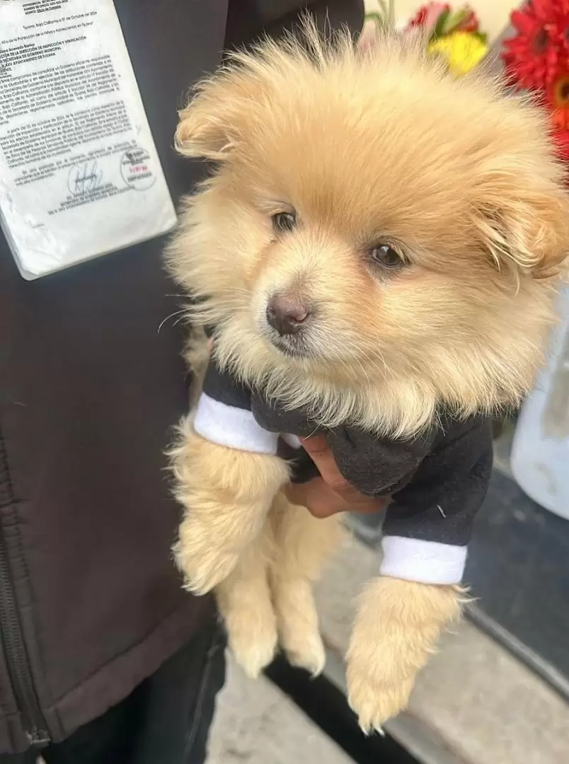 Rescatan a caninos en situacin de riesgo en la delegacin La Mesa