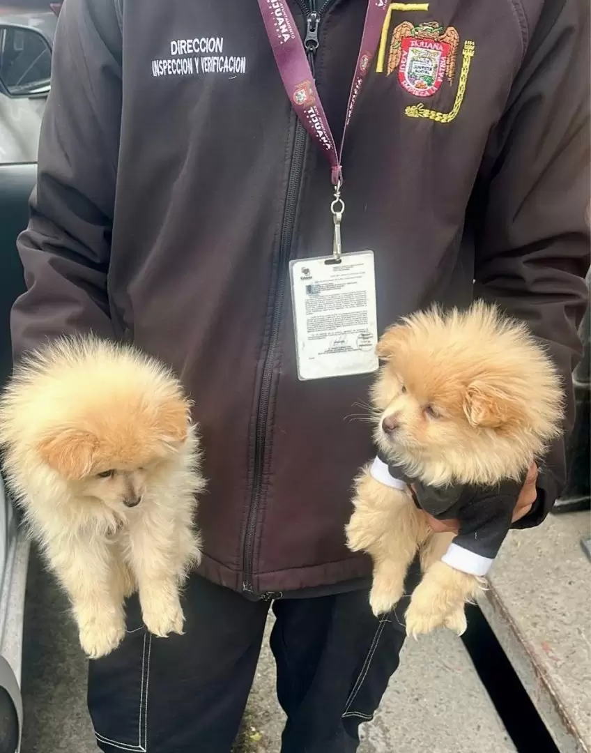 Rescatan a caninos en situacin de riesgo en la delegacin La Mesa