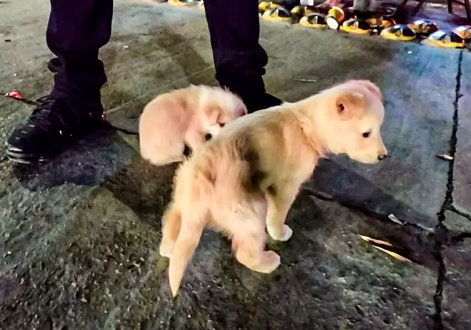 Rescate de cachorros vctimas de venta ilegal