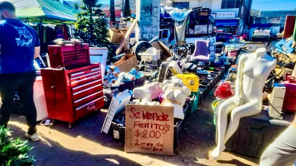 Rescate de cachorros vctimas de venta ilegal