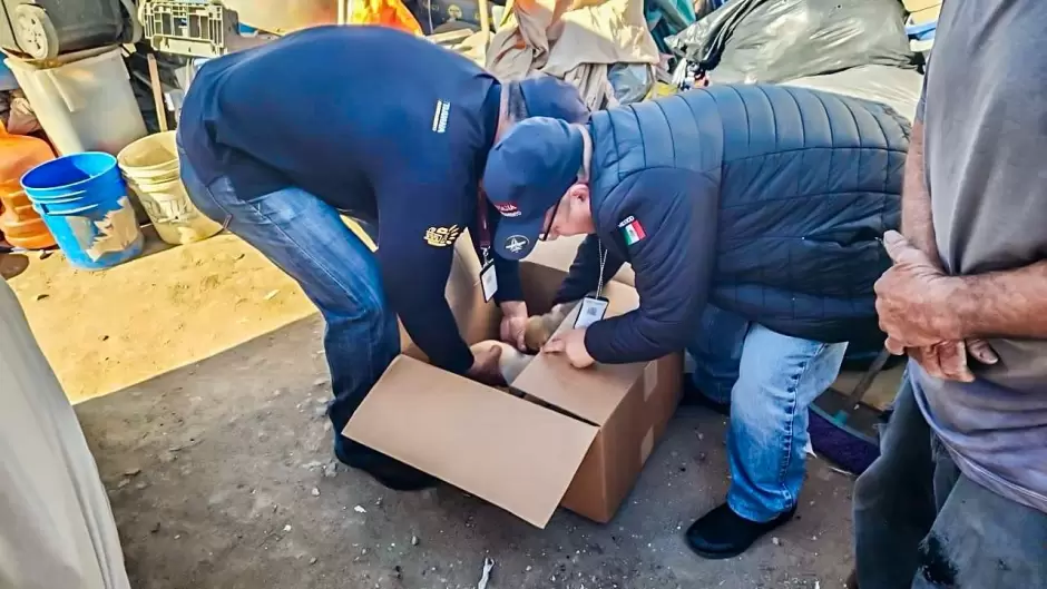 Rescate de cachorros vctimas de venta ilegal
