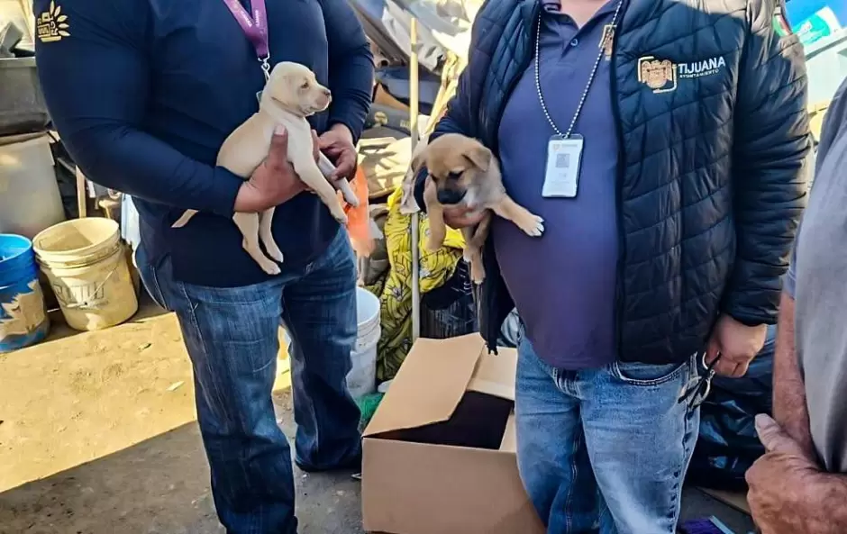 Rescate de cachorros vctimas de venta ilegal
