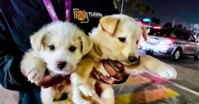 Rescate de cachorros vctimas de venta ilegal