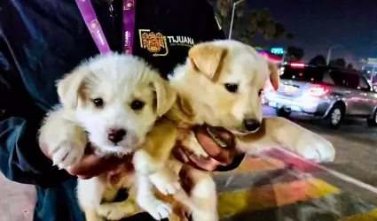 Rescate de cachorros vctimas de venta ilegal