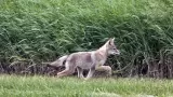 Coyote
