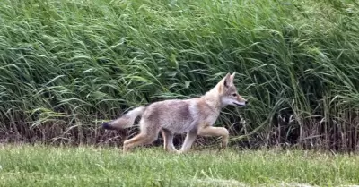 Coyote