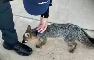 Rescat la DSPM a un zorro gris, al parecer herido, que deambulaba en Villas del Campo