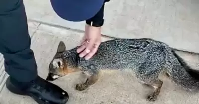 Zorro gris rescatado que deambulaba en Villas del Campo