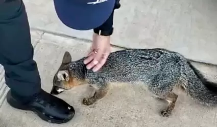Zorro gris rescatado que deambulaba en Villas del Campo