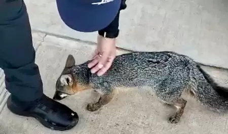 Zorro gris rescatado que deambulaba en Villas del Campo