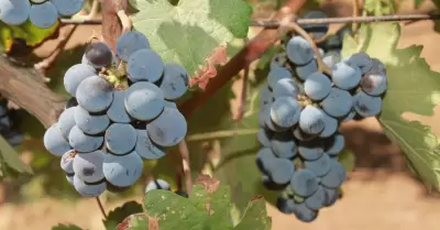 Cosechas del a�o agr�cola 2024-2025 en la zona costa de BC