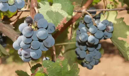 Cosechas del a�o agr�cola 2024-2025 en la zona costa de BC