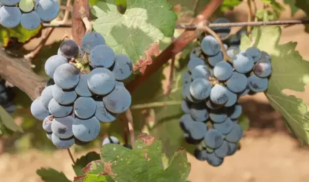 Cosechas del ao agrcola 2024-2025 en la zona costa de BC