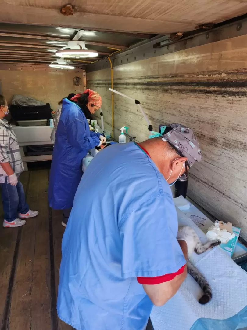 Jornada gratuita de esterilización de mascotas
